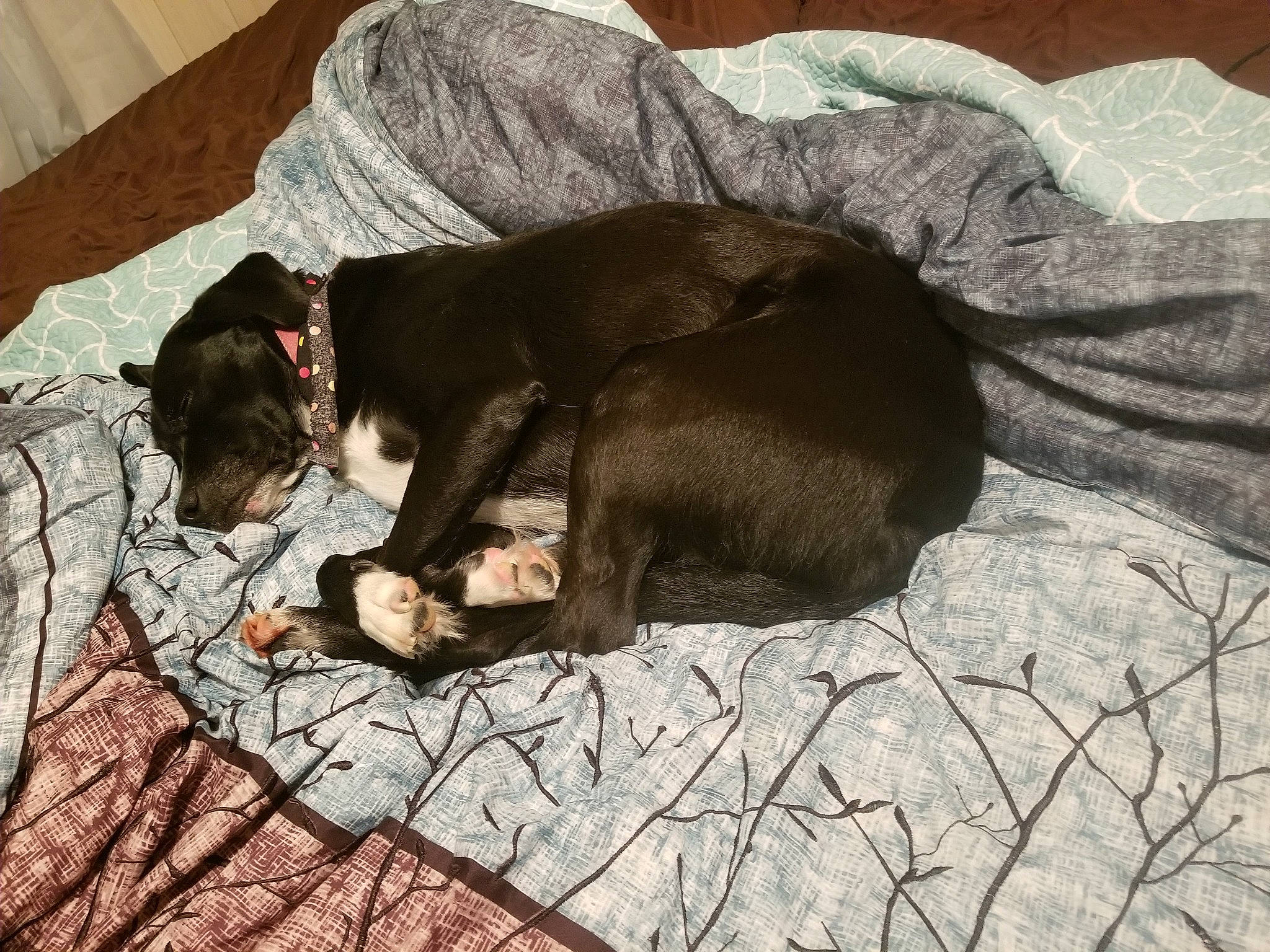 Bella joined the competition — help win amazing prizes! canidae, carnivore, comfort, companion_dog, dog, dog_breed, fawn, nap, puppy, sleep, sporting_group