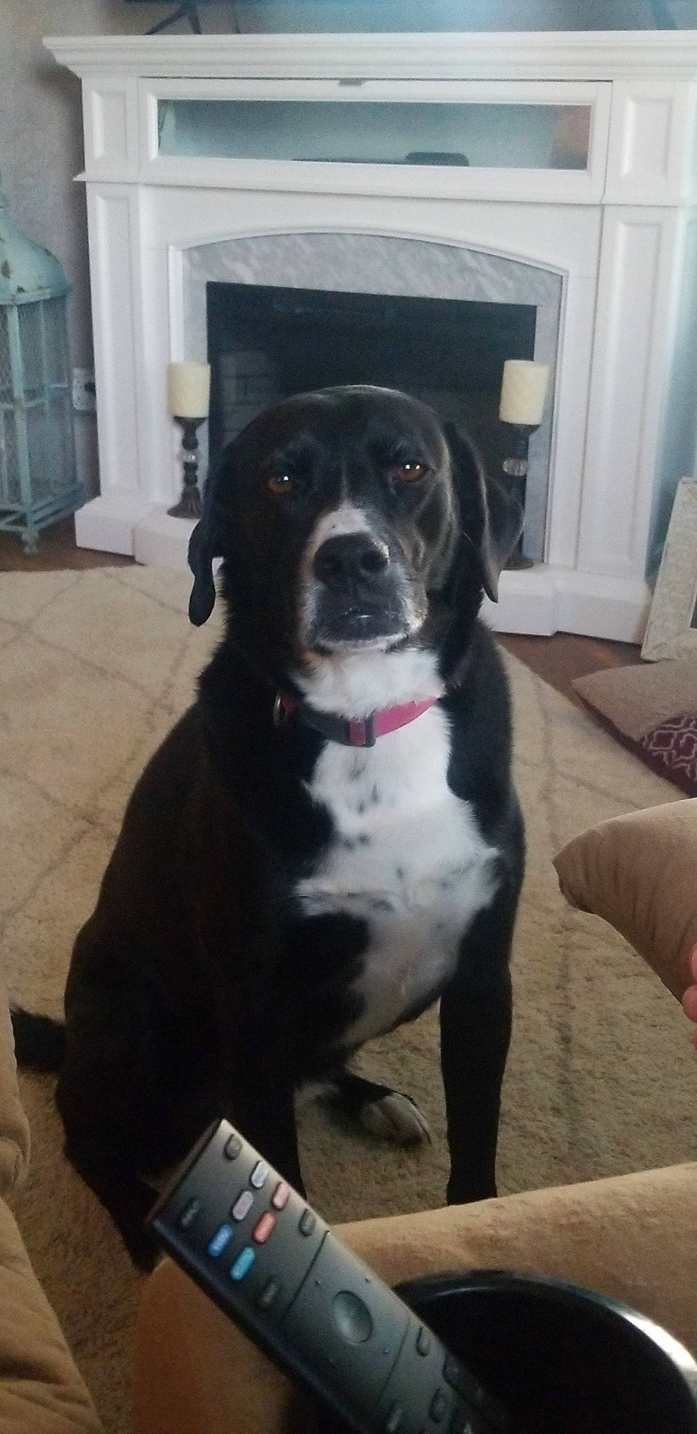 Bella is registered to the contest to win money with this photo: american_bulldog, bandog, boxer, cane_corso, canidae, carnivore, companion_dog, dog, dog_breed, fawn, guard_dog, labrador_retriever, mammal, molosser, sporting_group