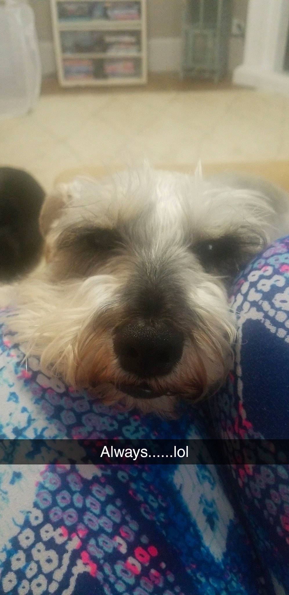 Kody joined the competition — help win amazing prizes! canidae, carnivore, companion_dog, dog, dog_breed, irish_soft_coated_wheaten_terrier, mammal, miniature_schnauzer, puppy, rare_breed_dog, schnauzer, schnoodle, sealyham_terrier, small_terrier, snout, sporting_group, sporting_lucas_terrier, standard_schnauzer, terrier, vertebrate