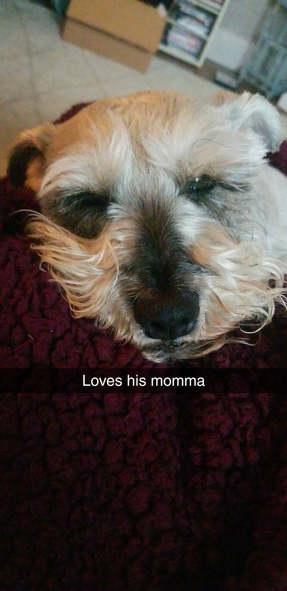 Kody joined the competition — help win amazing prizes! canidae, carnivore, companion_dog, dog, dog_breed, dutch_smoushond, glen_of_imaal_terrier, irish_soft_coated_wheaten_terrier, maltepoo, mammal, miniature_schnauzer, morkie, puppy, rare_breed_dog, schnoodle, shih_tzu, snout, sporting_lucas_terrier, terrier, vertebrate