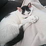 Bibou a rejoint le concours — aidez-le/la à gagner de superbes lots ! cat, black_and_white, blanket, sofa, remote_control, indoor, pet, sleepy, cozy, fur, paw, tail, relaxing, home, cute, animal, resting, comfort, living_room, domestic