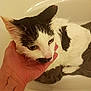 Bibou participe au concours pour gagner de l'argent avec cette photo : cat, wet, hand, bathtub, towel, pet, animal, white, black, fur, domestic, indoor, bath, closeup, resting, feline, whiskers, pink_nose, paw, unimpressed