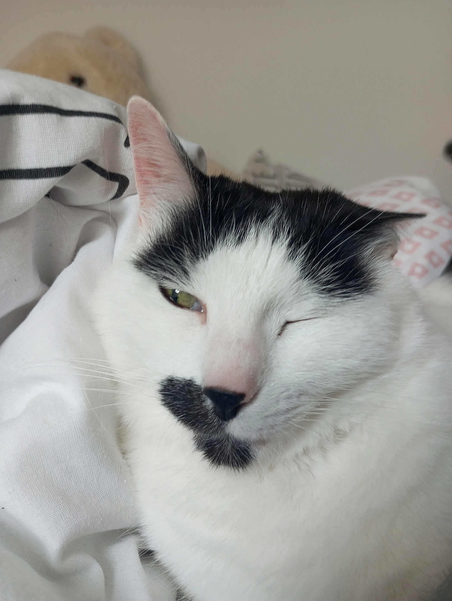 Bibou participe au concours pour gagner de l'argent avec cette photo : cat, white_cat, black_markings, animal, pet, feline, close_up, face, winking, whiskers, soft_fur, indoor, bed, blanket, comfort, relaxed, cute, cozy, resting, domestic_cat