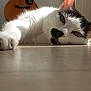 cat, white_cat, black_markings, lying_down, floor, close_up, pet, animal, relaxed, sunlight, paw, whiskers, indoor, feline, resting, cute, domestic_cat, soft_light, portrait, calm