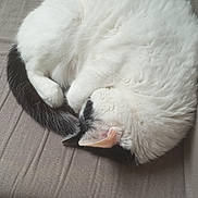 Bibou a rejoint le concours — aidez-le/la à gagner de superbes lots ! cat, sleeping, fluffy, white, black_patches, cushion, indoors, pet, relaxed, fur, paw, nap, cozy, resting, animal, cute, whiskers, ear, tail, feline