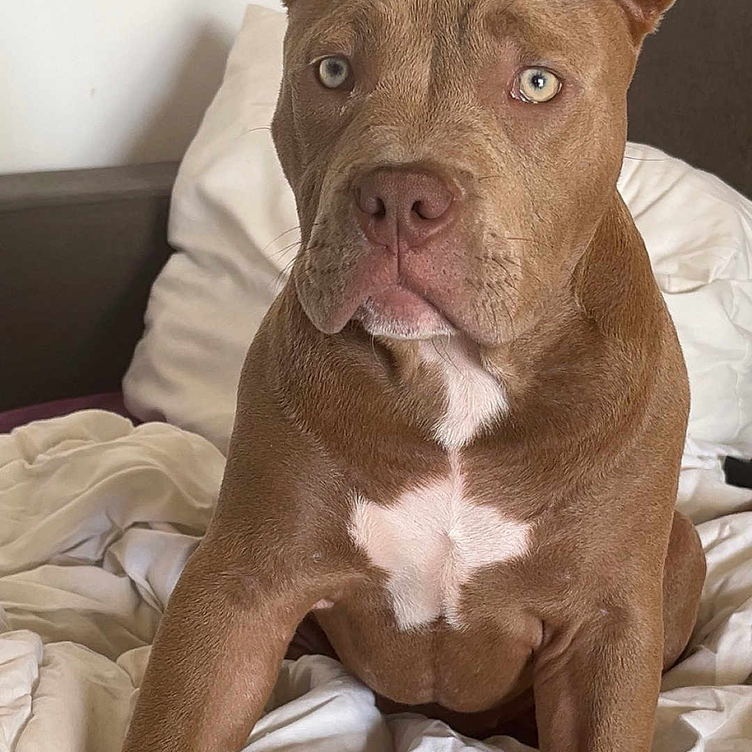 Stella
