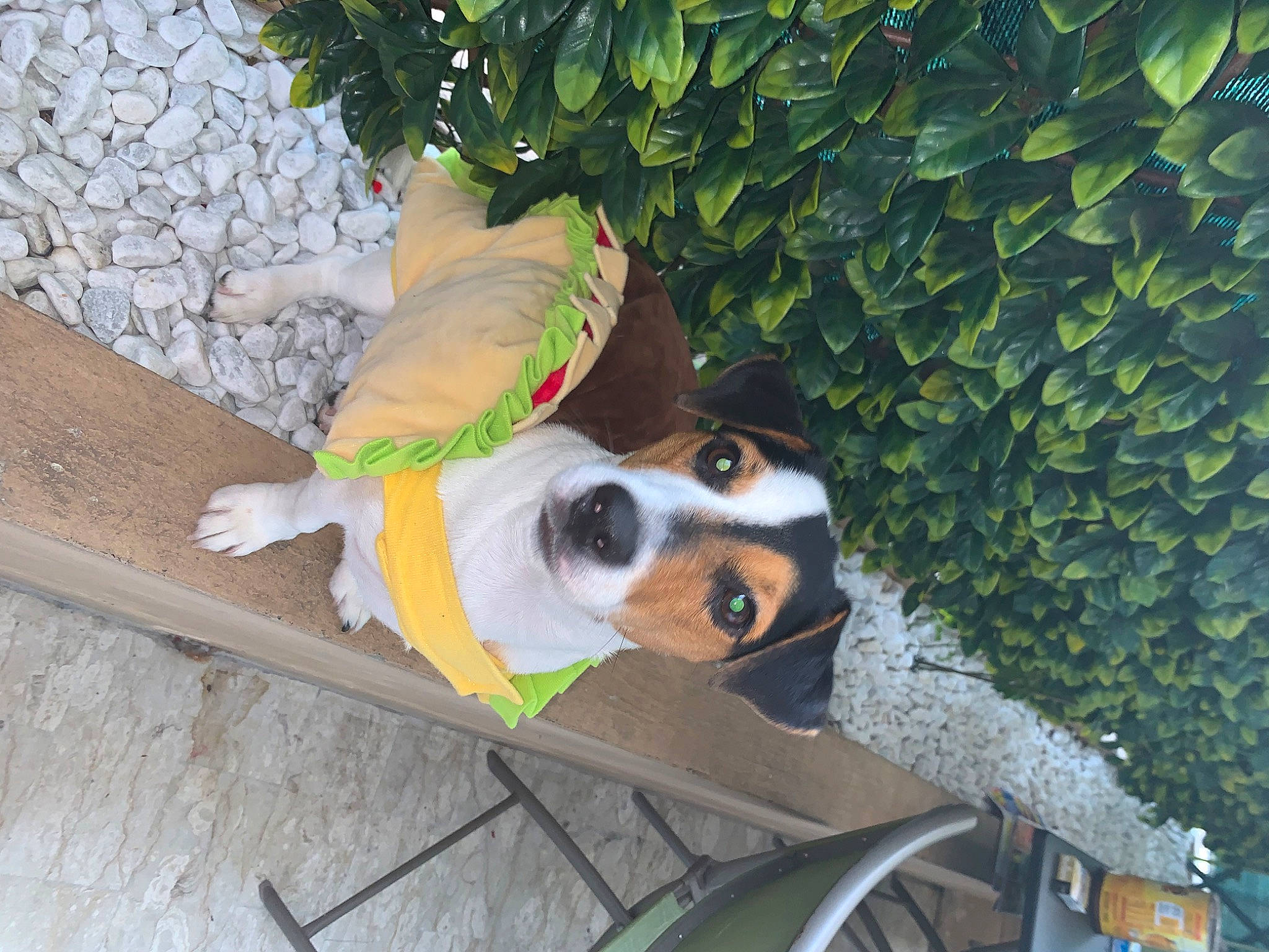 Pink participe au concours pour gagner de l'argent avec cette photo : canidae, carnivore, cavalier_king_charles_spaniel, dog, dog_breed, entlebucher_mountain_dog, fawn, mammal, puppy, sporting_group