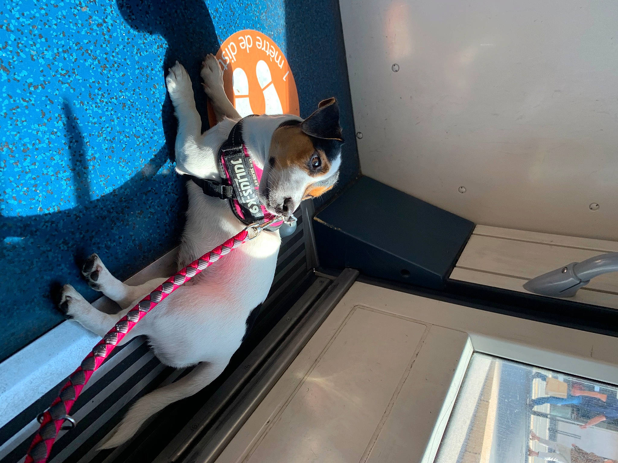 Pink a rejoint le concours — aidez-le/la à gagner de superbes lots ! canidae, carnivore, dog, dog_breed, fawn, leash, sporting_group