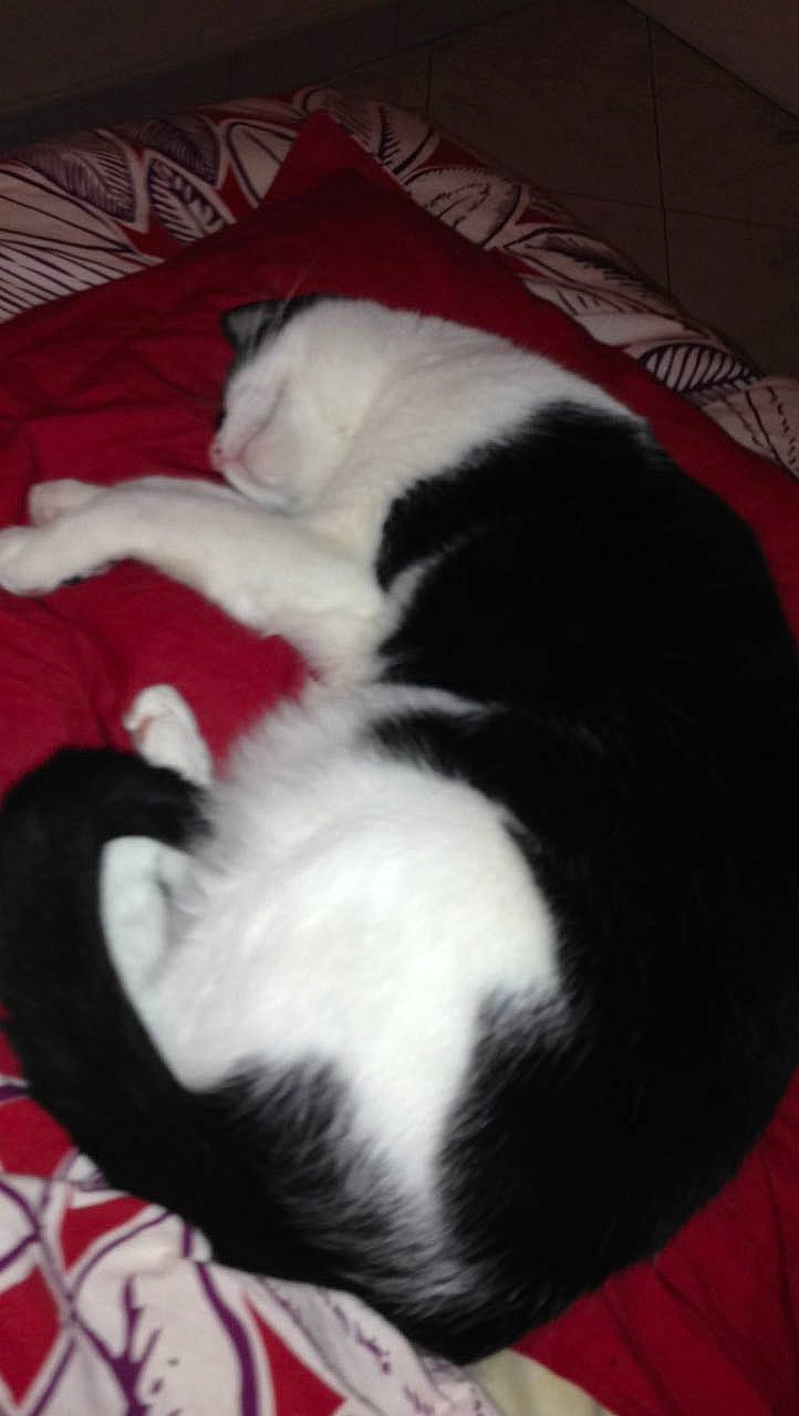 Fripouille a rejoint le concours — aidez-le/la à gagner de superbes lots ! carnivore, cat, dog_breed, felidae, fur, kitten, small_to_medium_sized_cats, tail, whiskers