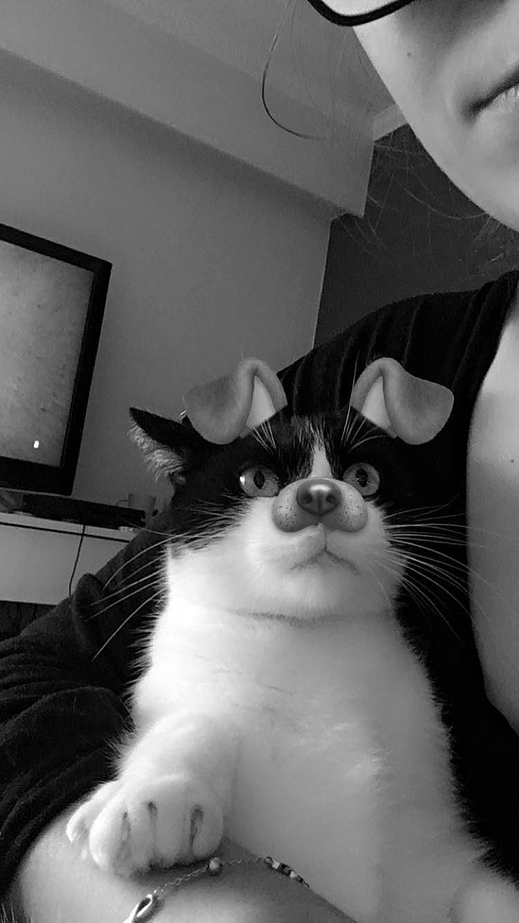 Fripouille participe au concours pour gagner de l'argent avec cette photo : aegean_cat, american_wirehair, asian, black, black_and_white, carnivore, cat, domestic_short_haired_cat, eye, felidae, fur, leg, monochrome, monochrome_photography, photography, small_to_medium_sized_cats, snapshot, style, whiskers, white