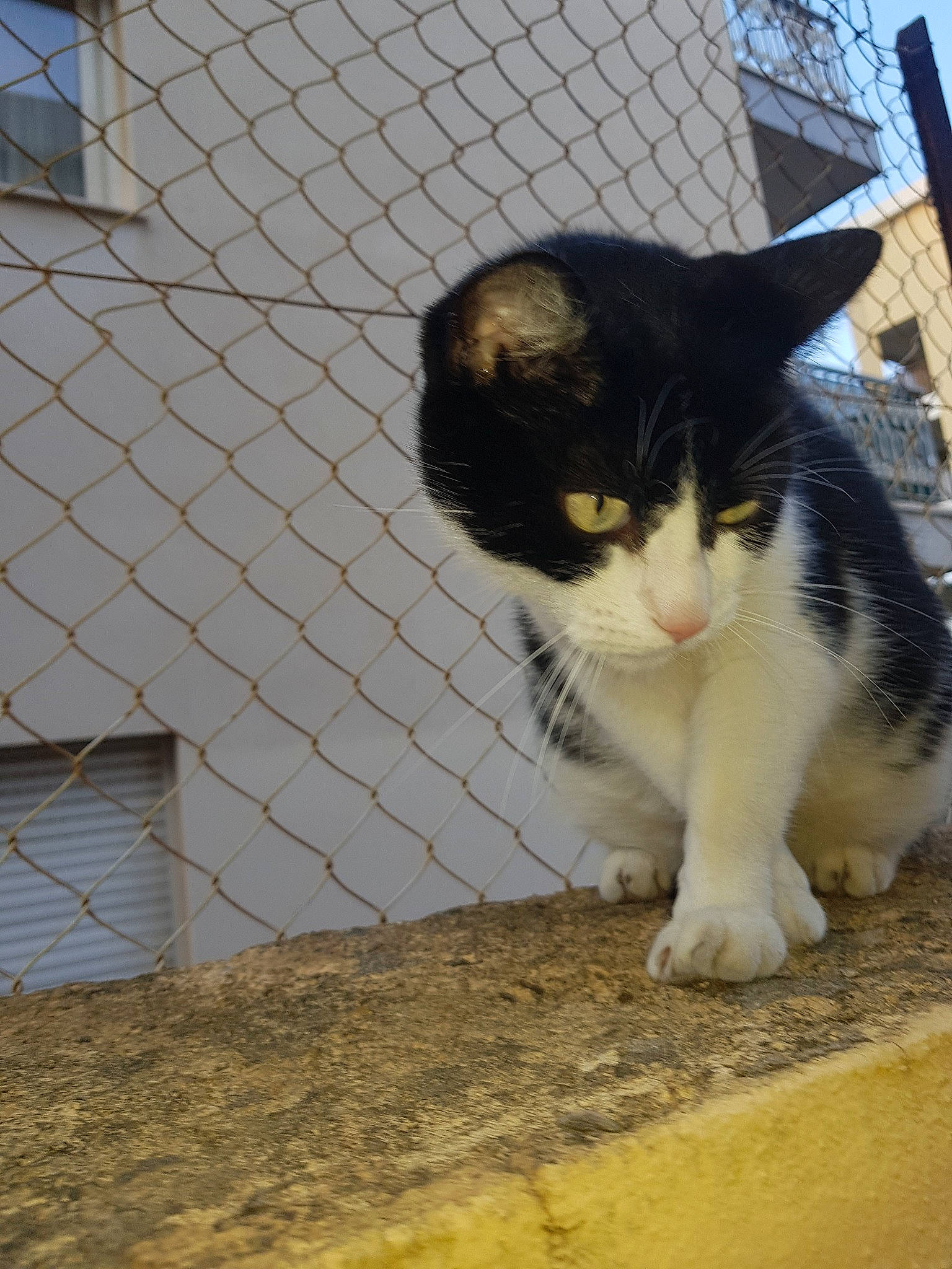 Fripouille a rejoint le concours — aidez-le/la à gagner de superbes lots ! aegean_cat, animal_shelter, carnivore, cat, domestic_short_haired_cat, european_shorthair, felidae, fur, kitten, polydactyl_cat, small_to_medium_sized_cats, snout, tail, whiskers