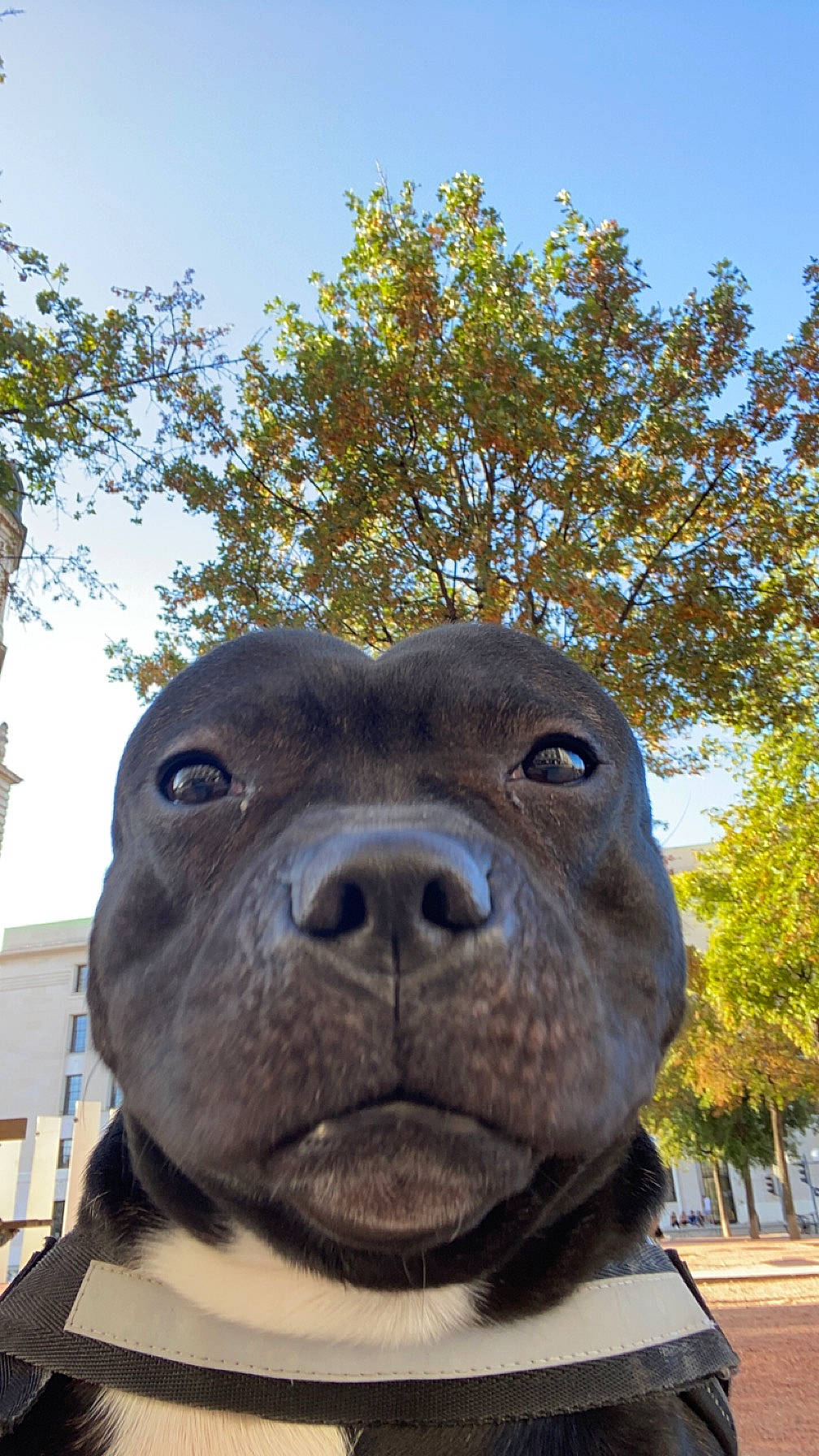 Spïky a rejoint le concours — aidez-le/la à gagner de superbes lots ! art, canidae, carnivore, companion_dog, dog, dog_breed, electric_blue, fawn, grass, liver, plant, playground, sculpture, sky, snout, sporting_group, terrestrial_animal, tree, whiskers, working_animal