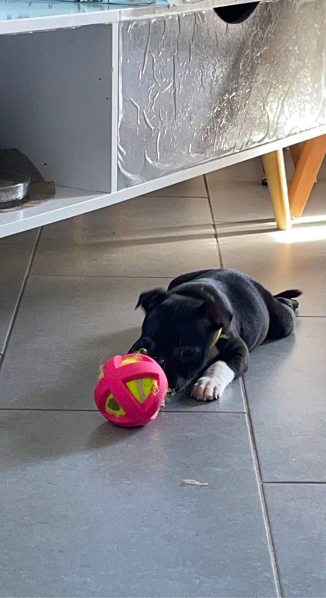 Spïky a rejoint le concours — aidez-le/la à gagner de superbes lots ! bag, ball, carnivore, comfort, companion_dog, dog, dog_breed, dog_supply, floor, flooring, football, hardwood, luggage_and_bags, personal_protective_equipment, snout, sporting_group, sports_equipment, tennis_ball, toy, wood