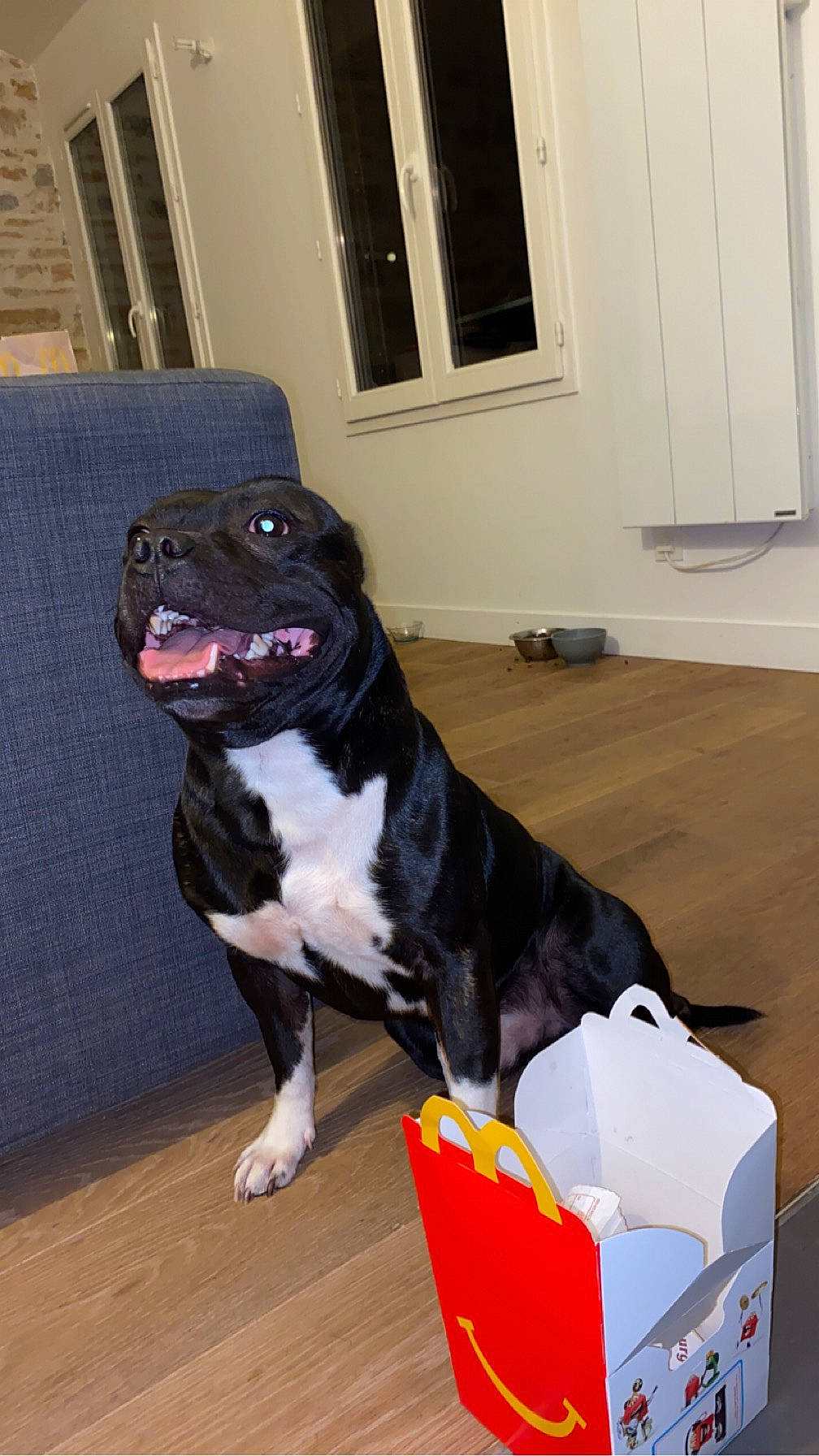 Spïky a rejoint le concours — aidez-le/la à gagner de superbes lots ! carnivore, carton, companion_dog, dog, dog_breed, dog_collar, door, fawn, flooring, fur, guard_dog, hardwood, molosser, pug, shipping_box, sporting_group, tail, window, wood, working_animal