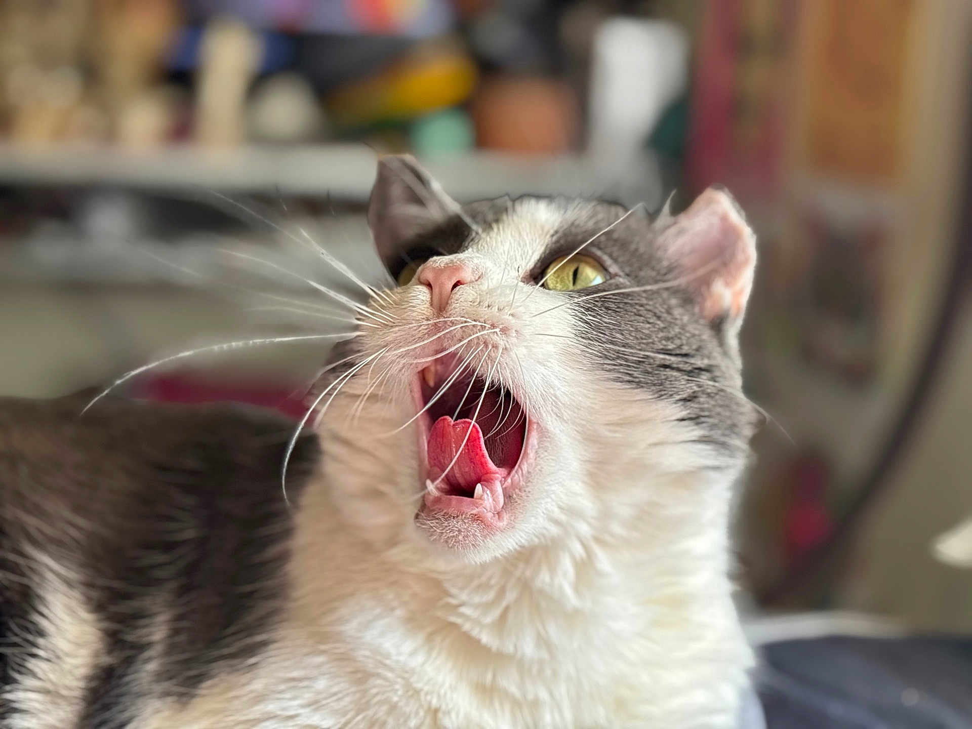 Purrdy is registered to the contest to win money with this photo: cat, yawning, close_up, portrait, pet, domestic, indoor, whiskers, tongue, open_mouth, teeth, fur, white_fur, grey_fur, yellow_eye, green_eye, shallow_depth_of_field, bokeh, cute, relaxed