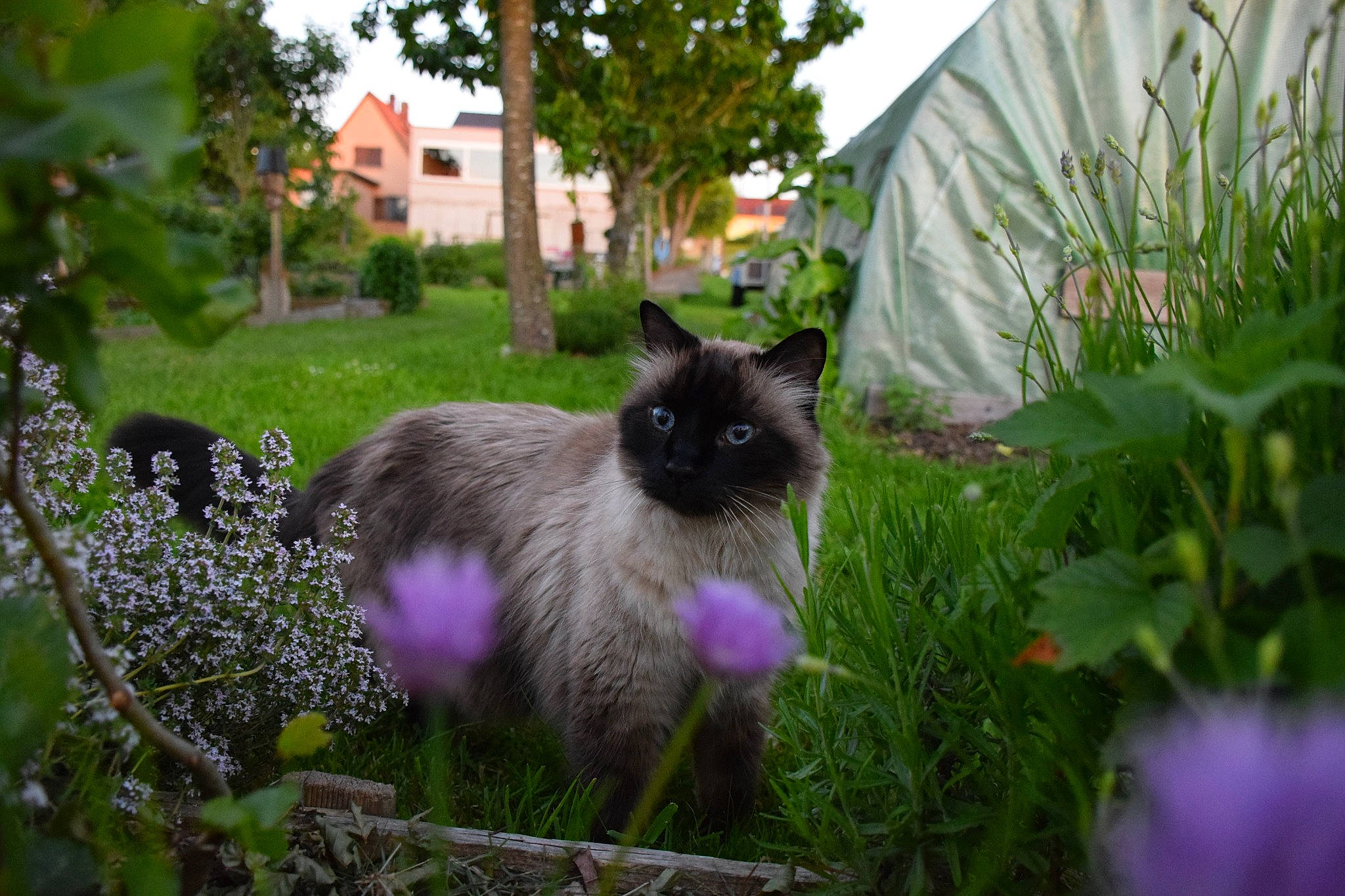 Frisbee a rejoint le concours — aidez-le/la à gagner de superbes lots ! balinese, birman, carnivore, cat, domestic_long_haired_cat, fawn, felidae, grass, himalayan, mammal, nebelung, plant, ragamuffin, ragdoll, siamese, small_to_medium_sized_cats, snowshoe, whiskers