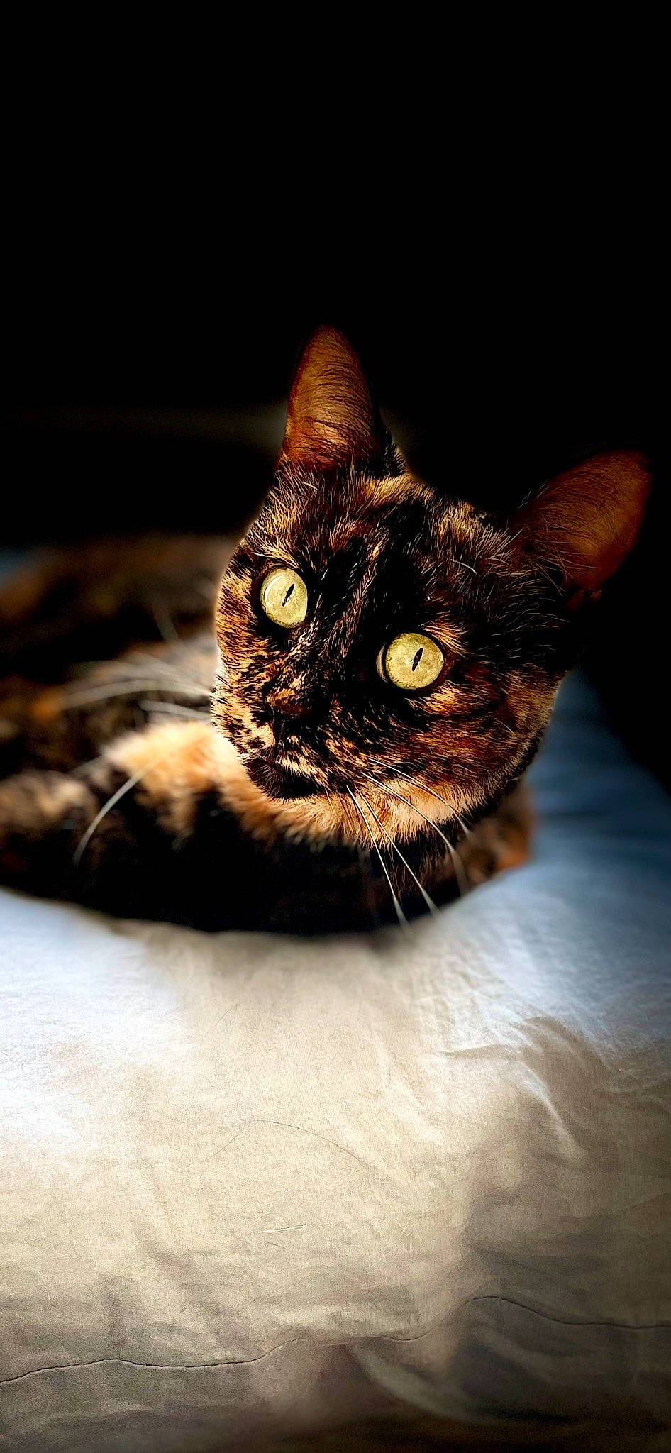 Dana participe au concours pour gagner de l'argent avec cette photo : brown, carnivore, cat, comfort, darkness, domestic_short_haired_cat, ear, felidae, fur, small_to_medium_sized_cats, snout, whiskers, wildlife