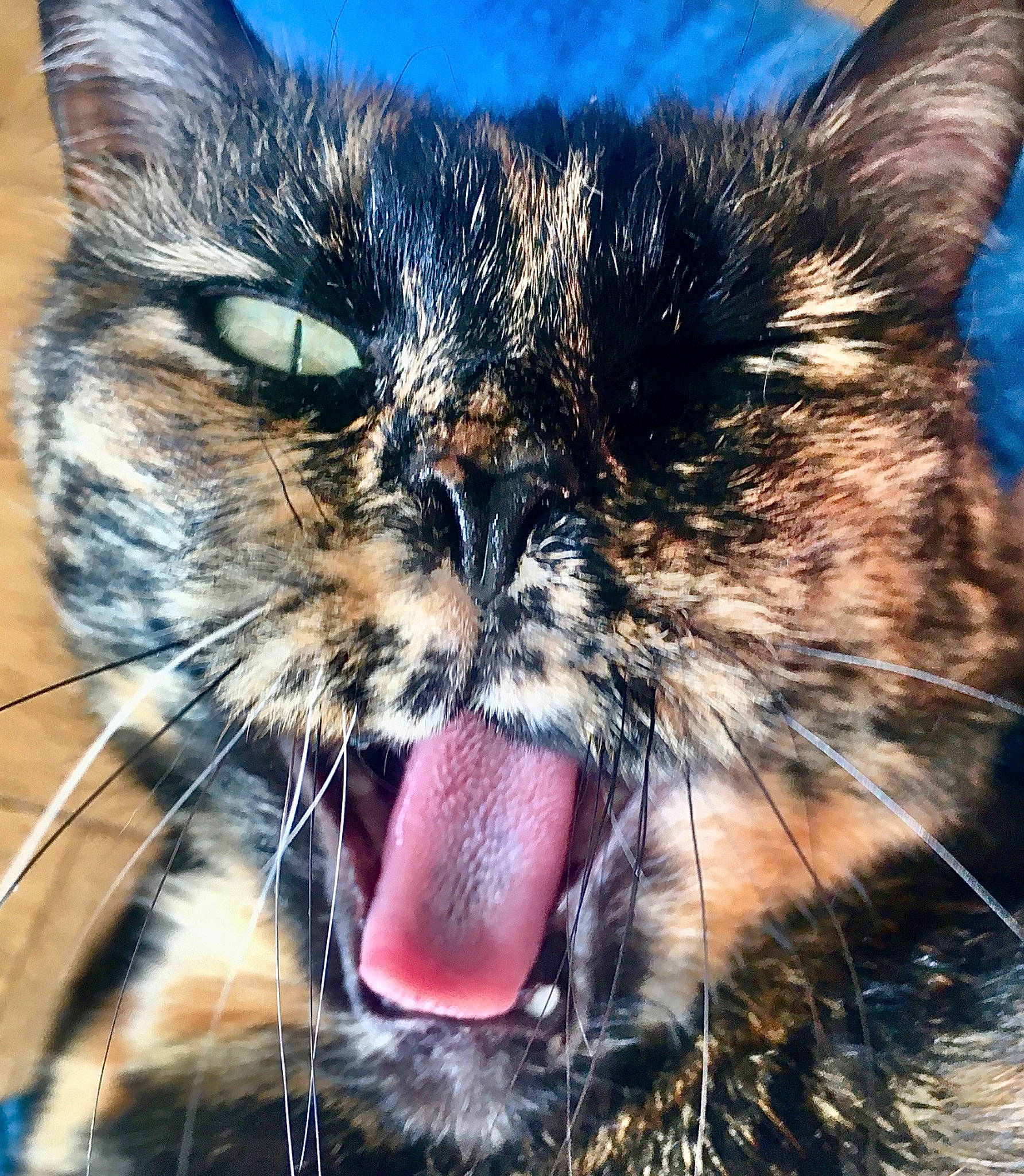 Dana a rejoint le concours — aidez-le/la à gagner de superbes lots ! carnivore, cat, close_up, domestic_short_haired_cat, electric_blue, eye, fang, felidae, fur, happy, head, human_body, iris, jaw, shout, small_to_medium_sized_cats, snout, tooth, whiskers, yawn