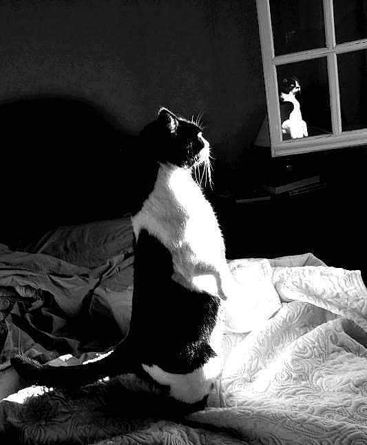 Poupette participe au concours pour gagner de l'argent avec cette photo : black, black_and_white, carnivore, cat, comfort, darkness, felidae, flash_photography, grey, human_leg, linens, monochrome, monochrome_photography, small_to_medium_sized_cats, snout, style, tail, tints_and_shades, whiskers, window