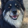 Tsuki participe au concours pour gagner de l'argent avec cette photo : dog, canine, smiling, portrait, outdoor, grass, happy, black_coat, tan_coat, fluffy, pet, animal, closeup, face, ears, tongue, teeth, nature, blurred_background, lying_down