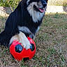Tsuki participe au concours pour gagner de l'argent avec cette photo : dog, soccer_ball, grass, outdoor, pet, paw, tongue_out, fence, sunlight, black_and_white, playing, animal, happy, nature, yard, summer, canine, fur, resting, toy