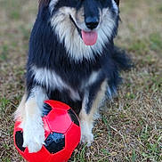 Tsuki participe au concours pour gagner de l'argent avec cette photo : dog, black_and_white, soccer_ball, outdoor, grass, pet, animal, playful, tongue_out, fur, paw, happy, nature, canine, sport, toy, summer, cute, friendly, mammal