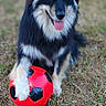 dog, black_and_white, soccer_ball, outdoor, grass, pet, animal, playful, tongue_out, fur, paw, happy, nature, canine, sport, toy, summer, cute, friendly, mammal