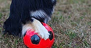 Tsuki a rejoint le concours — aidez-le/la à gagner de superbes lots ! dog, soccer_ball, grass, outdoor, pet, animal, black_fur, white_fur, playful, side_view, happy, nature, summer, canine, fur, toy, field, daylight, domestic_animal, leisure