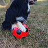dog, soccer_ball, grass, outdoor, pet, animal, black_fur, white_fur, playful, side_view, happy, nature, summer, canine, fur, toy, field, daylight, domestic_animal, leisure