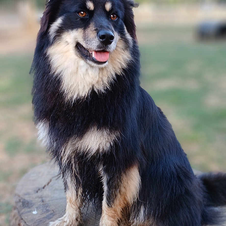 Tsuki a rejoint le concours — aidez-le/la à gagner de superbes lots ! dog, outdoor, tree_stump, black_coat, tan_coat, happy, smiling, tongue_out, fur, pet, canine, nature, blurred_background, animal, sitting, ears_up, portrait, daylight, grass, park