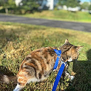 Stormie is registered to the contest to win money with this photo: cat, tabby, leash, harness, grass, outdoor, sunlight, animal, pet, nature, feline, mammal, walking, green, daylight, side_view, domestic_animal, exploring, shadow, closeup