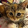 Stormie is registered to the contest to win money with this photo: animal, bed, blanket, cat, close_up, curious, cute, domestic, eyes, feline, fluffy, fur, indoor, kitten, lying, pet, portrait, soft, whiskers, young
