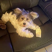 Scotch joined the competition — help win amazing prizes! dog, pet, couch, leather, fur, happy, indoor, animal, smiling, paw, food, treat, home, relaxed, brown, white, fluffy, small_dog, tile_floor, remote_control