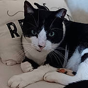 Buddy Love is registered to the contest to win money with this photo: cat, black_and_white, pet, feline, indoor, couch, pillow, relaxed, whiskers, green_eyes, fur, domestic_animal, close_up, resting, cozy, comfortable, animal, cute, portrait, household