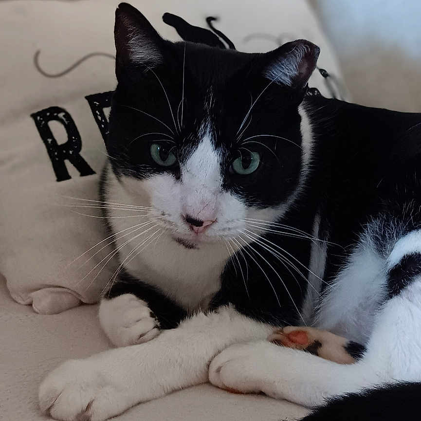 Buddy Love is registered to the contest to win money with this photo: animal, black_and_white, cat, close_up, comfortable, couch, cozy, cute, domestic_animal, feline, fur, green_eyes, household, indoor, pet, pillow, portrait, relaxed, resting, whiskers