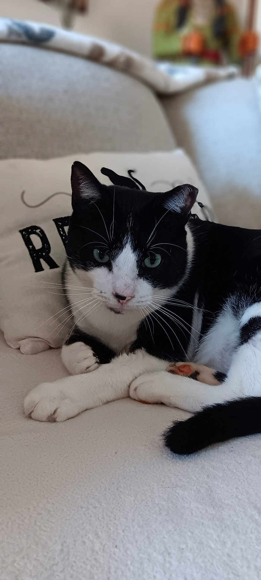 Buddy Love is registered to the contest to win money with this photo: cat, black_and_white, pet, feline, indoor, couch, pillow, relaxed, whiskers, green_eyes, fur, domestic_animal, close_up, resting, cozy, comfortable, animal, cute, portrait, household