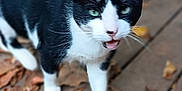 Buddy Love joined the competition — help win amazing prizes! animal, autumn, black_and_white, blurred_background, cat, chair, close_up, daylight, ears, fall_leaves, feline, green_eyes, leaf_litter, meowing, nature, outdoor, pet, walking, whiskers, wooden_deck