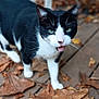 Buddy Love joined the competition — help win amazing prizes! cat, black_and_white, animal, pet, outdoor, wooden_deck, autumn, fall_leaves, leaf_litter, meowing, walking, feline, nature, blurred_background, chair, daylight, ears, whiskers, green_eyes, close_up