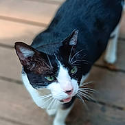 Buddy Love is registered to the contest to win money with this photo: animal, black_and_white, cat, close_up, curious, cute, daylight, domestic_cat, eye_contact, feline, focus, green_eyes, mammal, nature, outdoor, pet, portrait, walking, whiskers, wooden_deck