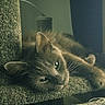 cat, gray_cat, feline, pet, animal, close_up, portrait, sleepy, relaxed, lying_down, upside_down, whiskers, ears, green_eyes, fur, cozy, blanket, woven_fabric, indoor, vintage_tone