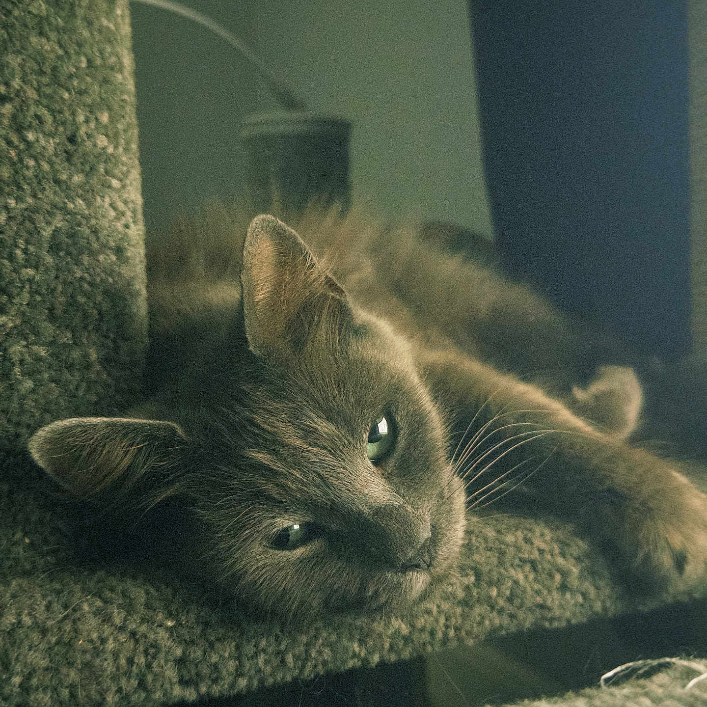 Emmy