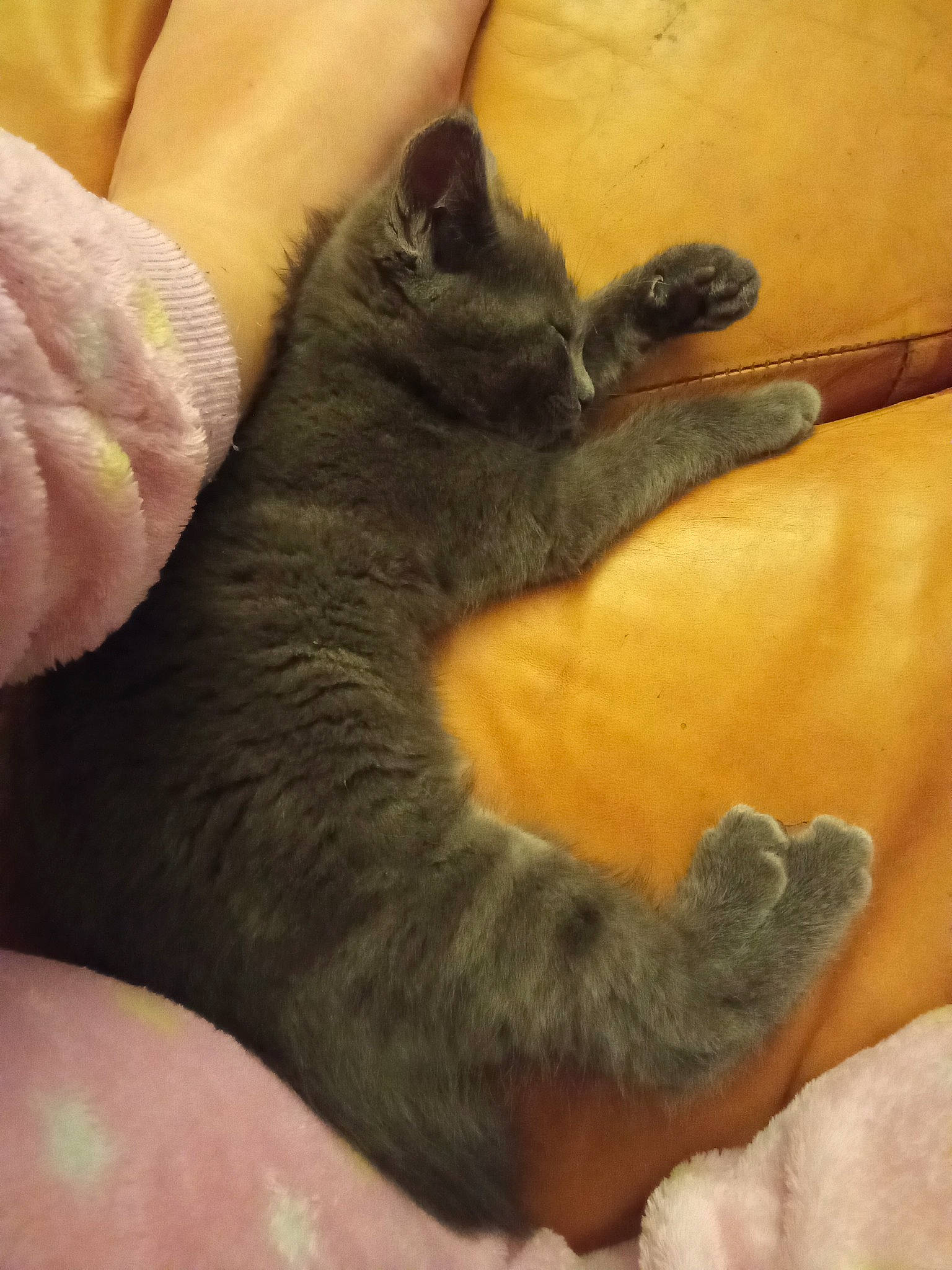 Saphir a rejoint le concours — aidez-le/la à gagner de superbes lots ! black_cat, carnivore, cat, claw, comfort, domestic_short_haired_cat, ear, fawn, felidae, finger, fur, gesture, hand, lap, mammal, nail, small_to_medium_sized_cats, snout, tail, whiskers