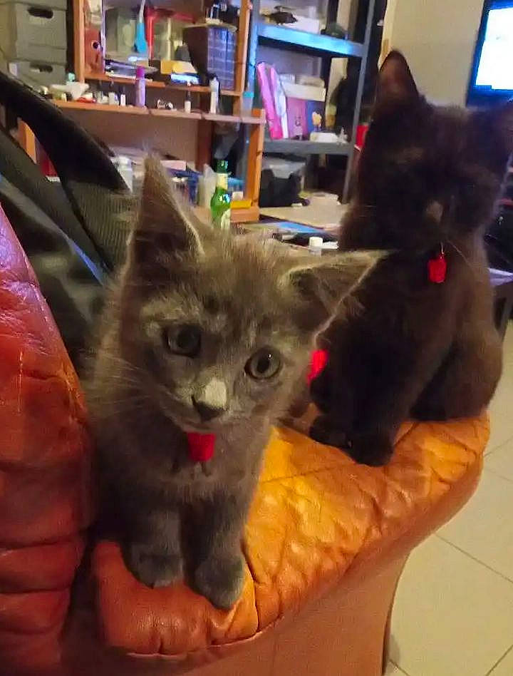 Saphir participe au concours pour gagner de l'argent avec cette photo : black_cat, box, carnivore, cat, cat_furniture, cat_supply, chair, chartreux, comfort, domestic_short_haired_cat, fawn, felidae, fur, pet_supply, russian_blue, shelf, small_to_medium_sized_cats, snout, tail, whiskers