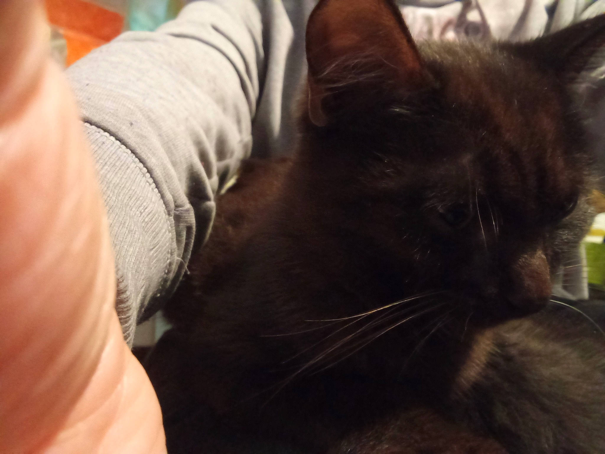 Angie a rejoint le concours — aidez-le/la à gagner de superbes lots ! black_cat, carnivore, cat, claw, comfort, domestic_short_haired_cat, ear, felidae, fur, gesture, nail, nap, paw, small_to_medium_sized_cats, snout, tail, terrestrial_animal, whiskers, window