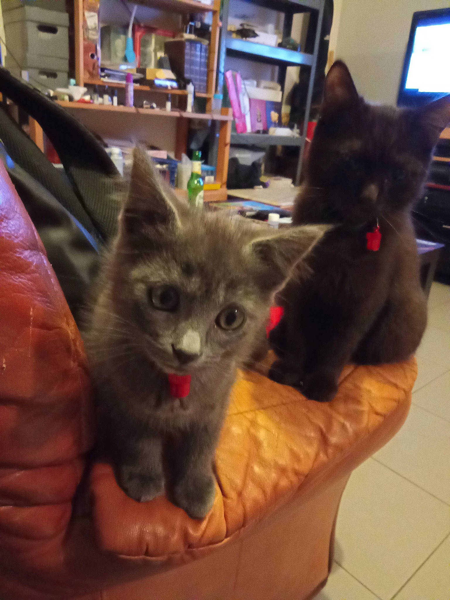 Angie a rejoint le concours — aidez-le/la à gagner de superbes lots ! black_cat, bookcase, box, cardboard, carnivore, cat, cat_supply, chair, chartreux, comfort, computer_keyboard, domestic_short_haired_cat, felidae, fur, grey, paw, shelf, small_to_medium_sized_cats, tail, whiskers