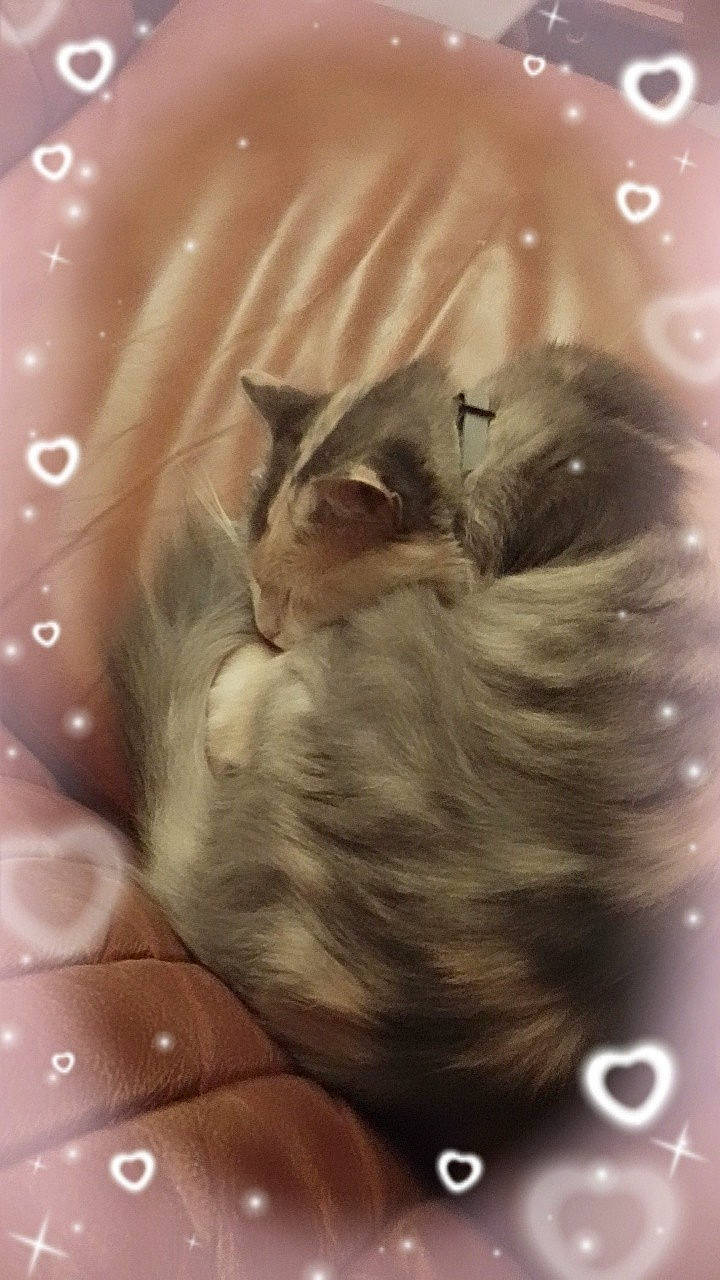 India a rejoint le concours — aidez-le/la à gagner de superbes lots ! art, canidae, carnivore, cat, cat_bed, fawn, feather, felidae, fur, illustration, painting, paw, rodent, small_to_medium_sized_cats, snout, tail, visual_arts, whiskers