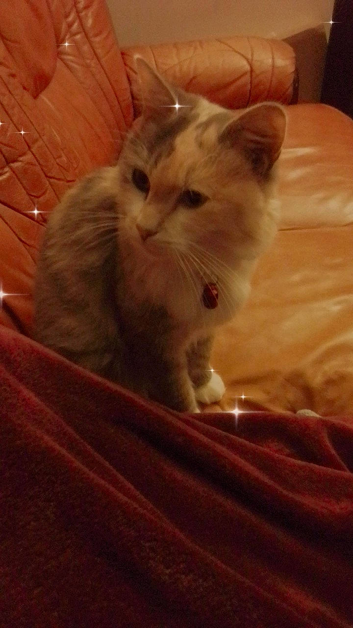 India a rejoint le concours — aidez-le/la à gagner de superbes lots ! box, carnivore, cat, claw, comfort, domestic_short_haired_cat, ear, eye, fawn, felidae, fur, hair, paw, sitting, small_to_medium_sized_cats, snout, tail, whiskers, wood