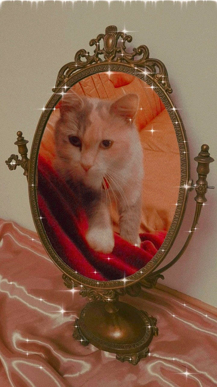 India a rejoint le concours — aidez-le/la à gagner de superbes lots ! carnivore, cat, christmas_decoration, christmas_ornament, drinkware, fawn, felidae, fur, holiday, holiday_ornament, liquid, mirror, ornament, pink, small_to_medium_sized_cats, snout, tableware, tail, whiskers, window