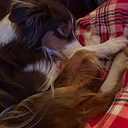 Paisley Grace joined the competition — help win amazing prizes! dog, brown, white, fur, pet, plaid_blanket, cozy, resting, indoor, side_view, close_up, animal, canine, relaxed, soft_texture, warm_lighting, couch, comfort, sleepy, companion