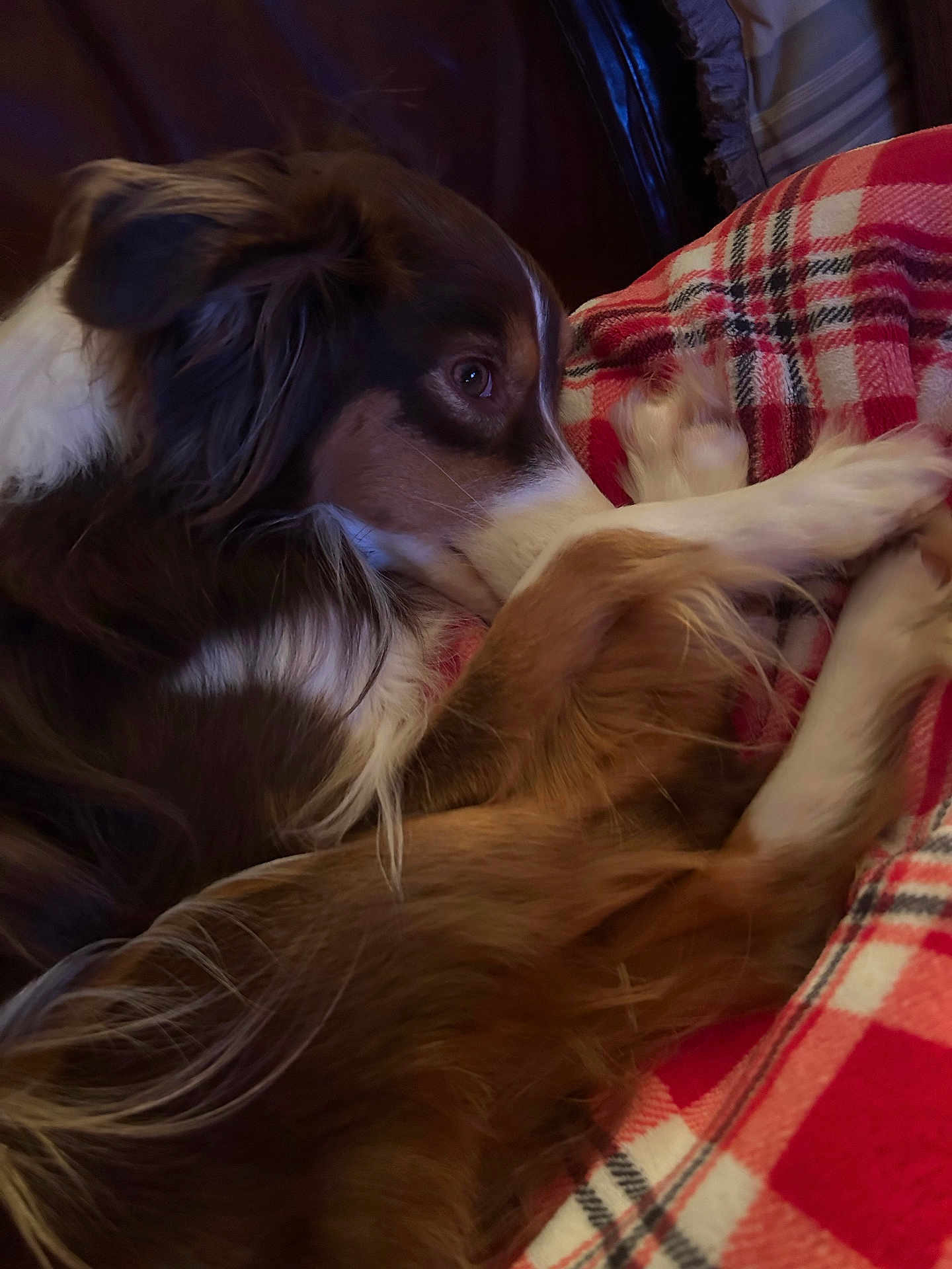Paisley Grace joined the competition — help win amazing prizes! dog, brown, white, fur, pet, plaid_blanket, cozy, resting, indoor, side_view, close_up, animal, canine, relaxed, soft_texture, warm_lighting, couch, comfort, sleepy, companion